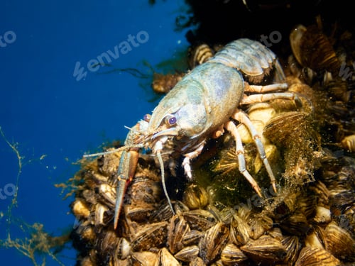 Preview: European Crayfish (Astacus Astacus) in a lake