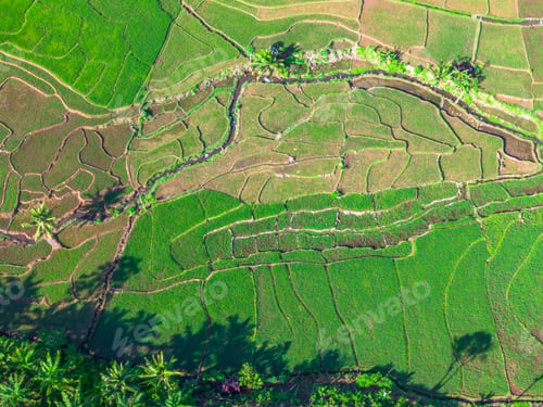 Preview: Beautiful morning view indonesia panorama landscape paddy fields