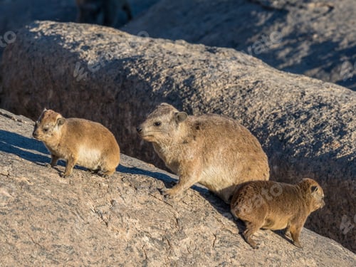 Preview: Rock Hyrax With Young