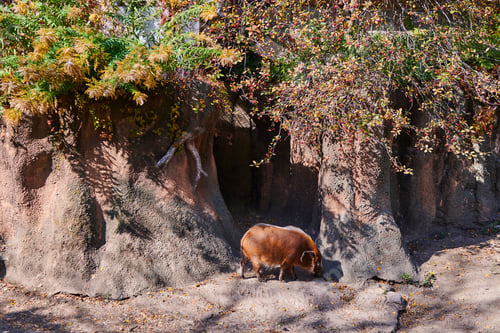 Preview: Red river hog grazing on grass while the sun shines behind a tree in the background