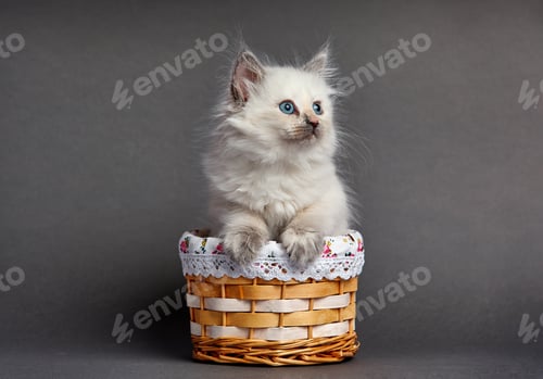 Preview: A beautiful kitten with blue eyes sits in a basket. With place for text.