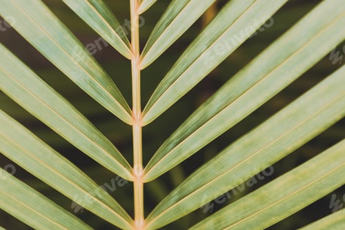 Preview: palm leaf background