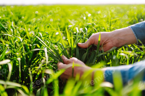 Preview: Green wheat seedlings in hands of a farmer. Male farmer looking at the produce before harvesting.