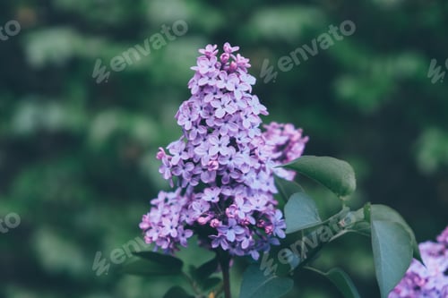 Preview: Blooming lilac.