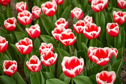 Preview: Red tulips in Keukenhof gardens in The Netherlands in spring.