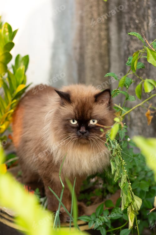 Preview: Perched Munchkin cat on concrete floor