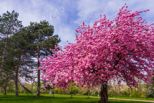 Preview: Japanese cherry sakura with pink flowers in spring time on green meadow.