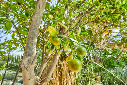 Preview: Beautiful and fresh green not ripe tangerines on a branch in the summer on a blur bokeh background