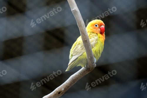 Preview: Cute Lovebird Parrot