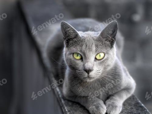 Preview: Grey cat with yellow eyes lounging on an outdoor wall.
