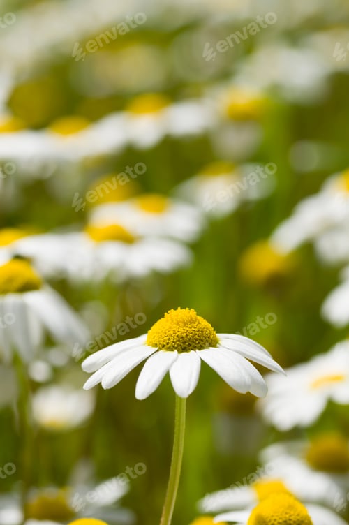 Preview: Chamomille flower field