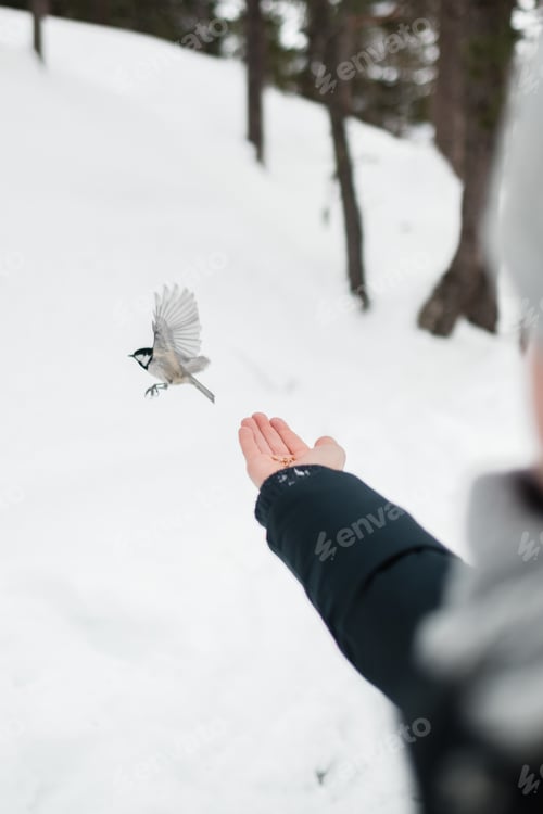 Preview: Vertical shot of a cute white bird flying away from girl's hand in winter