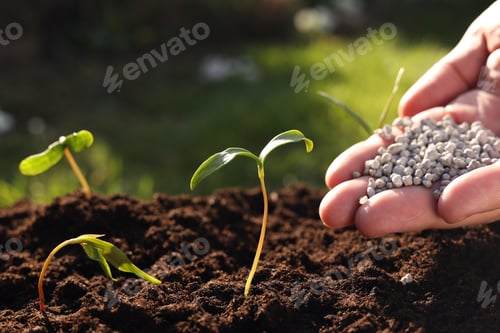 Preview: Man fertilizing soil with growing young sprouts outdoors, closeup