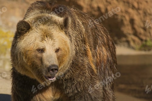 Preview: anger Grizzly bear walking