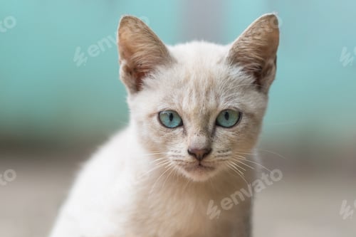 Preview: White brown stray cat looking at camera (homeless cat)