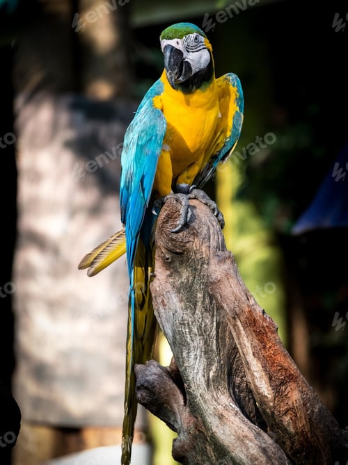 Preview: bird, parrot, Scarlet, Macaw