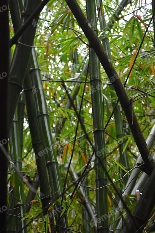 Preview: wet green giant bamboo stalks and leaves