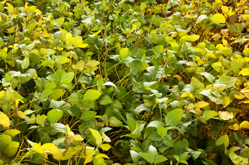 Preview: green and yellow soybean leaves in a ripening field, gradient transition