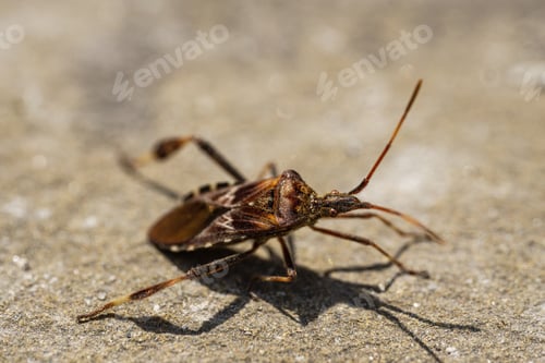Preview: A bug