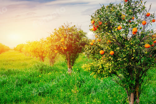 Preview: branch orange tree.
