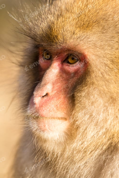 Preview: Cute monkey
