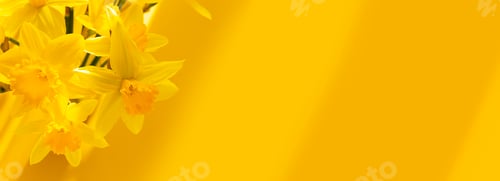 Preview: Daffodils spring background