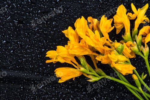 Preview: Yellow garden flowers, copy space