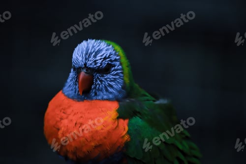 Preview: a colorful bird with blue, green and red plumage sits on a wooden perch