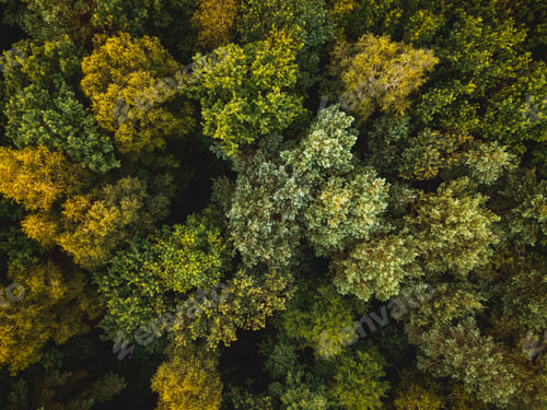 Preview: Colors of Autumn in Natural Forest. Aerial Drone Top Down View