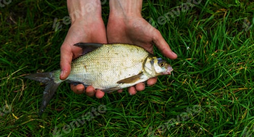 Preview: fish hanging on a fishing hook close-up. Nature