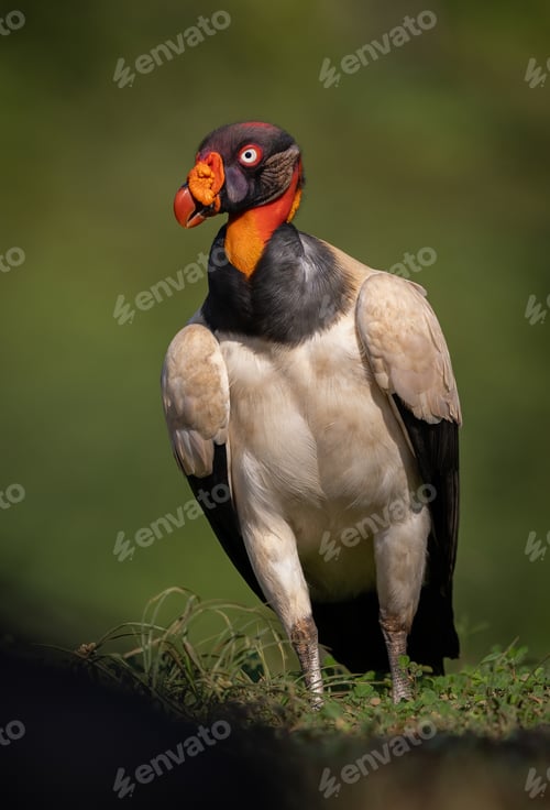 Preview: A King Vulture in Costa Rica