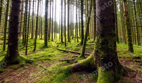 Preview: A Mossy Spruce Forest