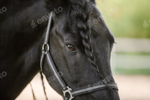 Preview: Beautiful Andalusian horse in field. Detail of black horse head with eyelashes