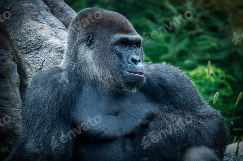 Preview: Black-colored gorilla is sitting calmly against a tree trunk