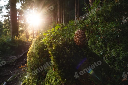 Preview: The Magical Pine Forest With Green Moss