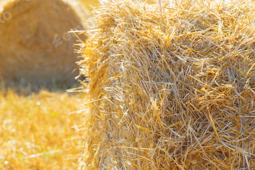 Preview: Golden hay bales in countryside