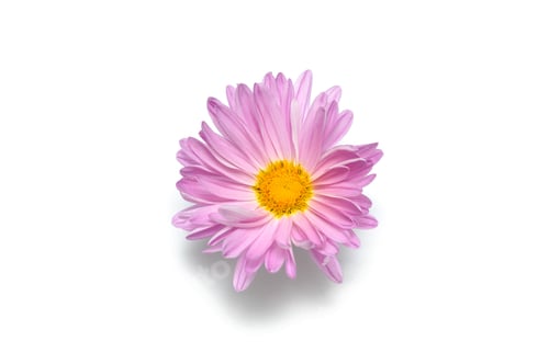 Preview: Macro flower bud isolated on white background