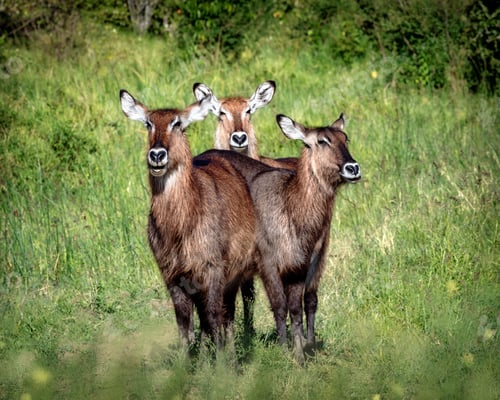 Preview: Three Cute Waterbuck Together in Kenya