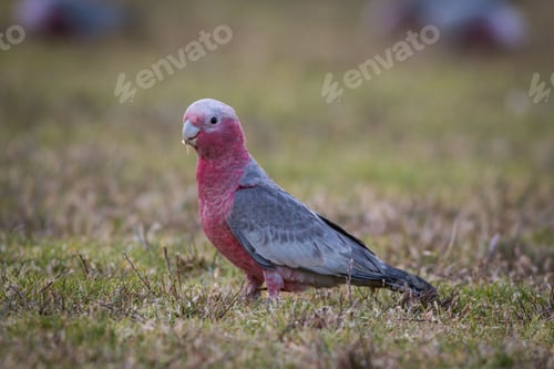 Preview: Galah bird perched in a vast grassy meadow