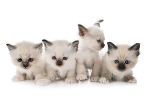Preview: birman kitten in studio