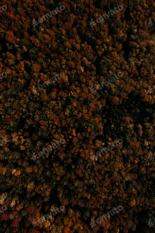 Preview: Vertical aerial shot of a forest of trees in fall colors