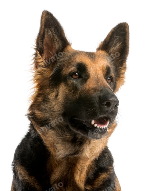 Preview: Close-up of a German shepherd looking away with open mouth, 4 years old, isolated on white