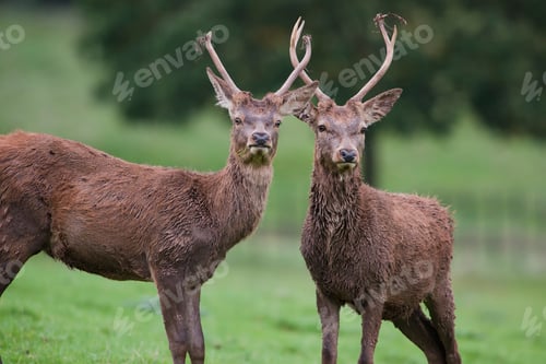 Preview: England, Red deers, Cervus elaphus