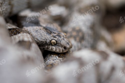 Preview: A detail shot of European Cat snake (Telescopus fallax) or Soosan Snake, on the island of Malta.