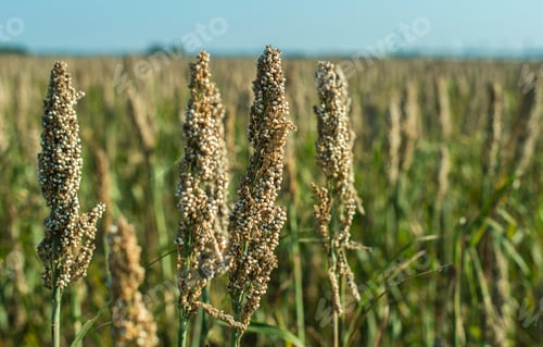 Preview: Millet plantations. Bundles of millet seeds.