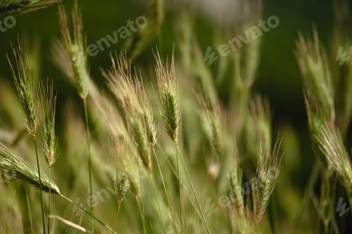 Preview: ears of rye close-up