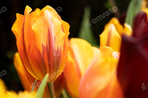 Preview: Orange tulips flowers in the garden