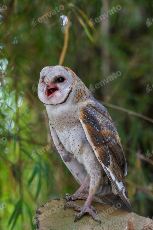 Preview: Barn Owl (Tyto alba) standing on cut log in the forest