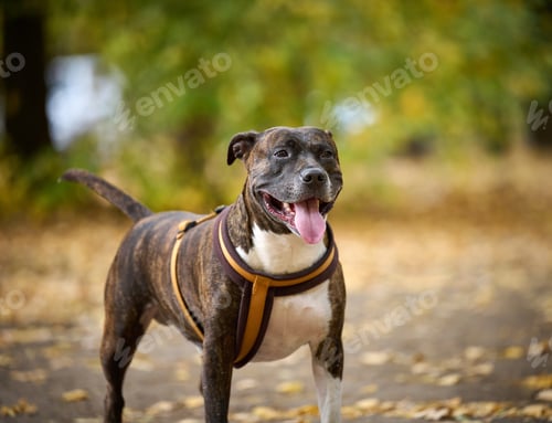 Preview: Dog American pit bull terrier stands in the autumn park and looks at the camera