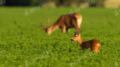 Preview: Roe deer and red deer grazing in clover in summer light